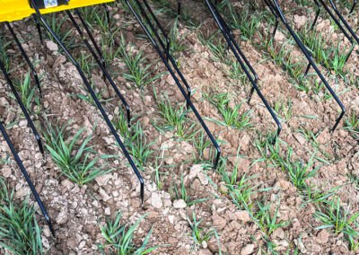 APV | Variostriegel 15 Meter Variostriegel und 16 Meter Variostriegel von APV für effiziente mechanische Unkrautbekämpfung und Bodenbelüftung auch für sensible Kulturen, Reihenkulturen und Dammkulturen