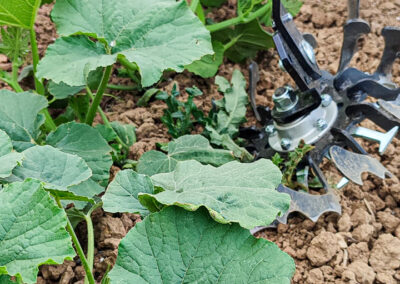 APV Hackgerät mit innovativer Fächerhacke zur mechanischen Unkrautbekämpfung und Kulturpflege in Reihenkulturen wie Soja, Mais, Kürbis